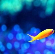 Dream interpretation save fish from death