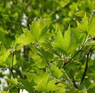 Plane tree: description and application An interesting fact about the plane tree