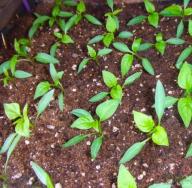 Paprikazaailingen thuis: een rijke oogst kweken Stap voor stap peperzaailingen thuis kweken