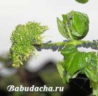 How to deal with pests and diseases of viburnum