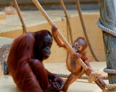 Great ape - orangutan, photo, video, description