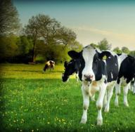 Prečo ženy a muži snívajú o stáde kráv a býkov